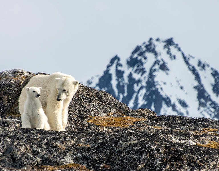 Polar Bears, Svalbard Islands, Norway